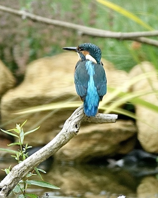 kingfisher